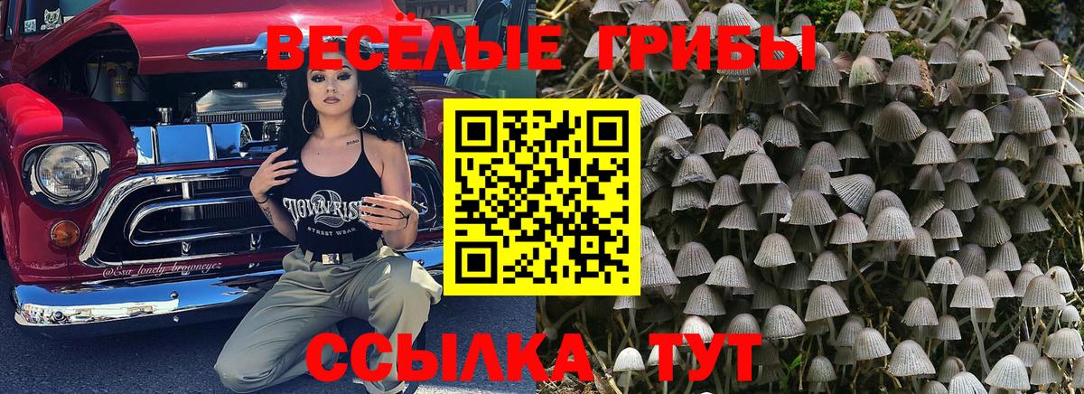 Псилоцибиновые грибы Psilocybe Сертолово